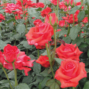 Топло червено - Чайно хибридни рози 
